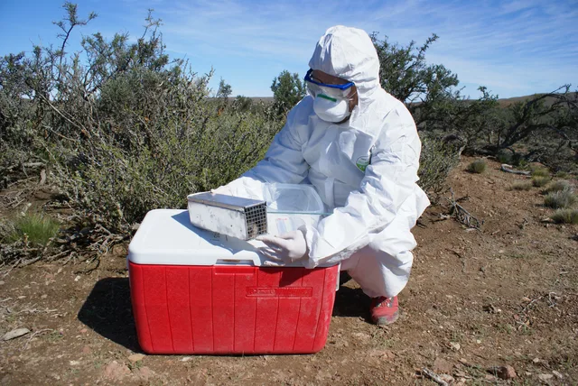 Trabajo de campo en el Área Protegida El Doradillo, Chubut.