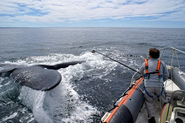 Muelle Almirante Storni — Puerto Madryn, manejo de ballena franca austral.